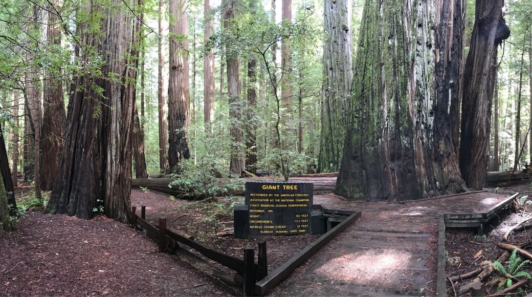 Big.....old......and beautiful