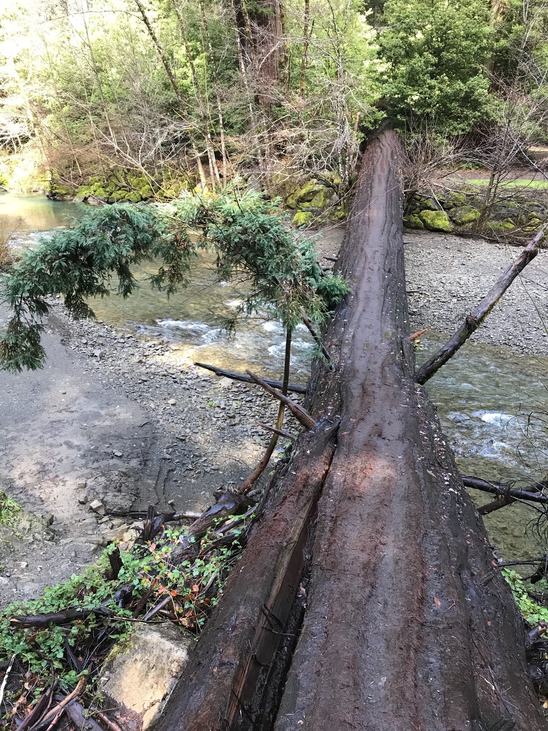 Crossing the river to the Giant Tree