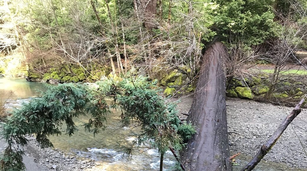Crossing the river to the Giant Tree