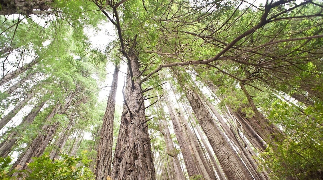 Awesome drive through the Avenue of the Giants! These trees are truly amazing!