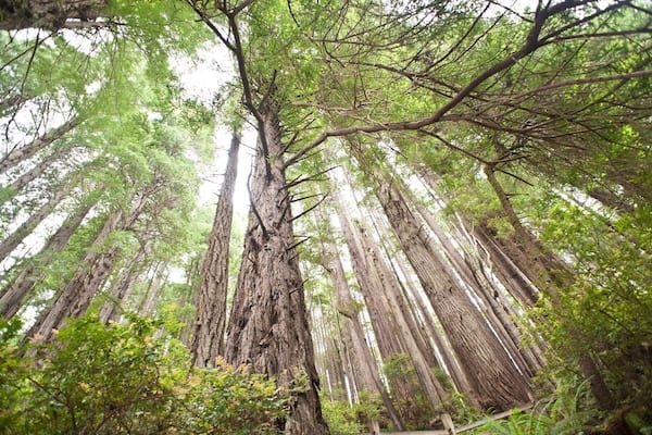 A dense forest with tall trees and a view looking up towards the canopy.