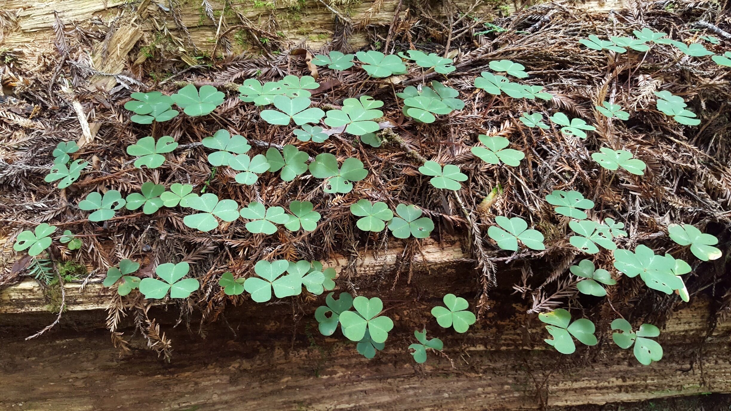 # Green. Wonderful huge Green clover growing on the forest floor!