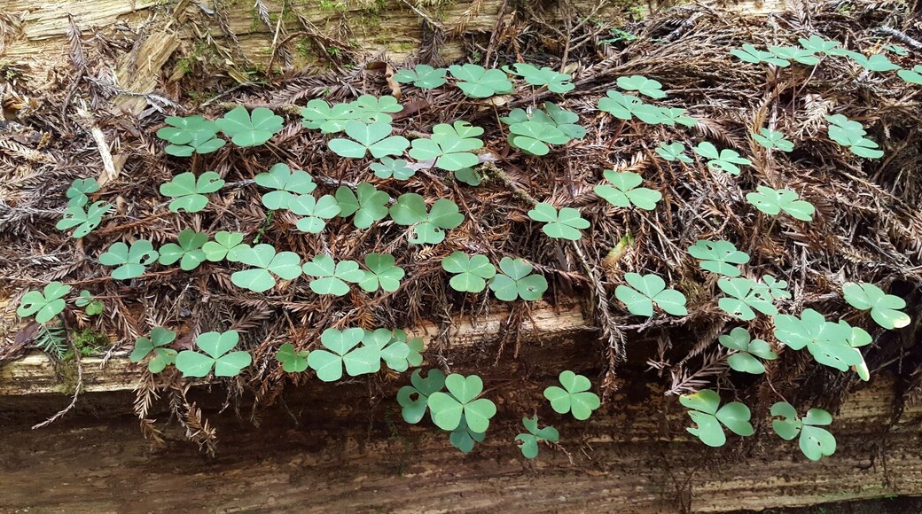 # Green. Wonderful huge Green clover growing on the forest floor!