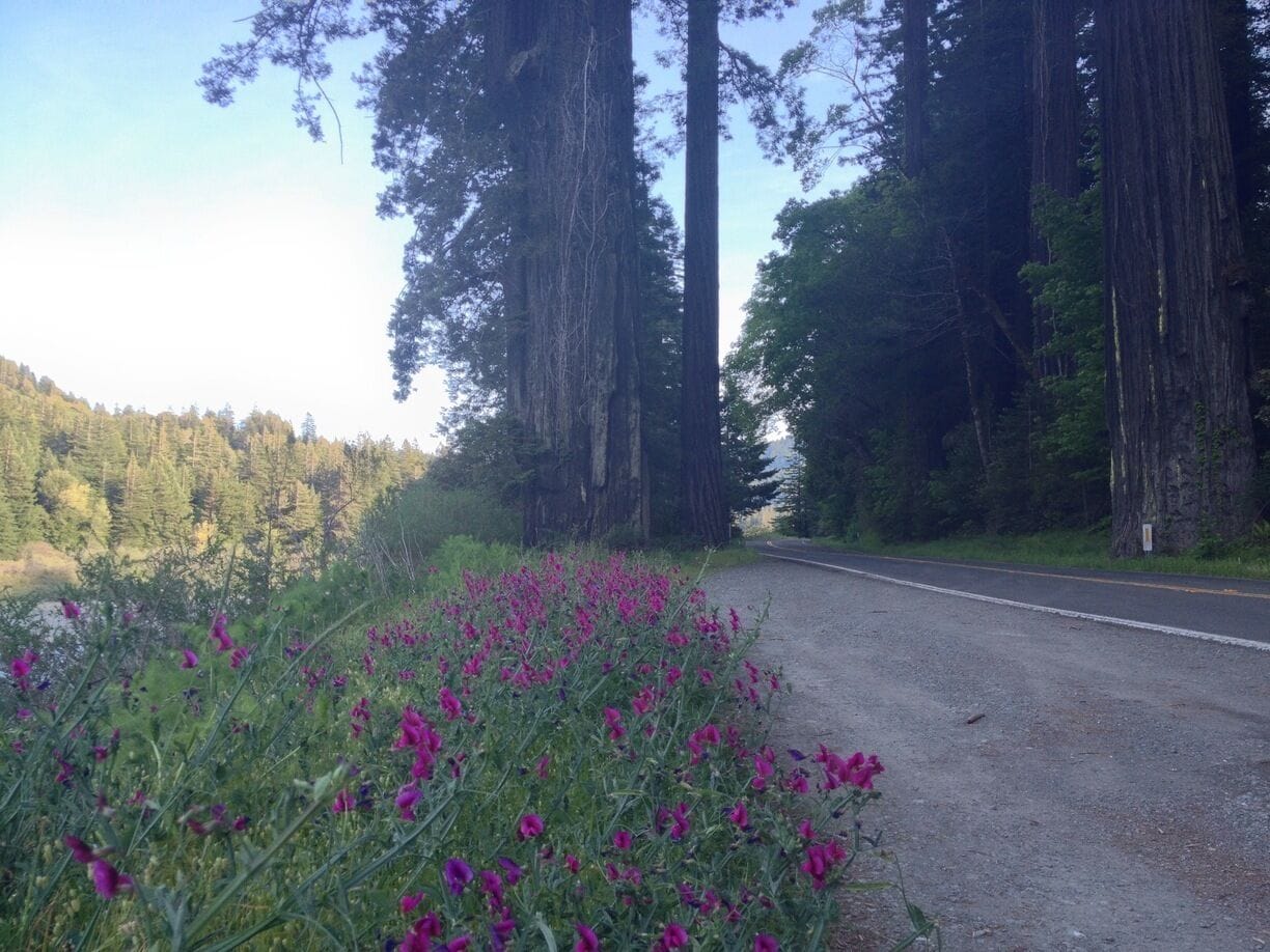 Just some pretty roadside things. 
#bellowwingstrangely
#biketour