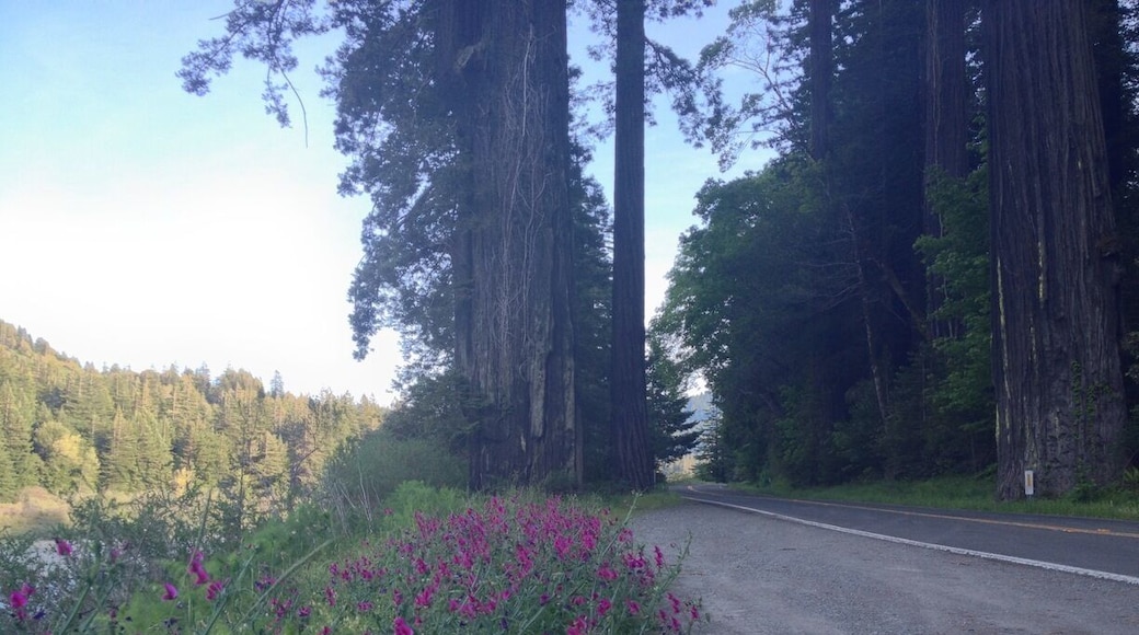 Just some pretty roadside things.
#bellowwingstrangely
#biketour