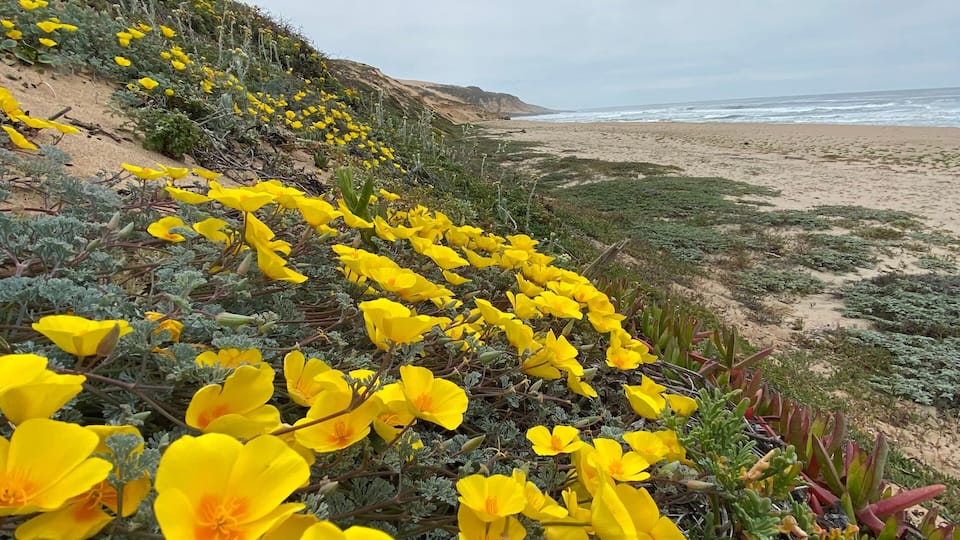 A coastal landscape with yellow flowers and a beach in the distance.