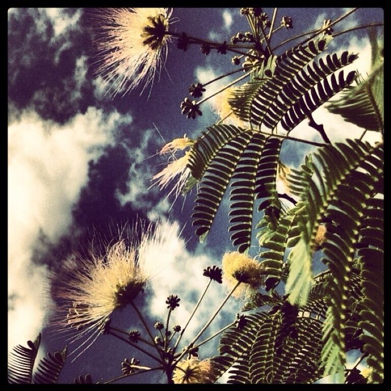 Bottle brush? #treetrove