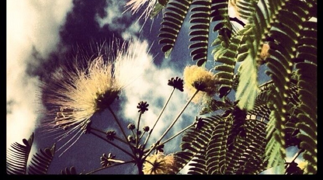 Bottle brush? #treetrove