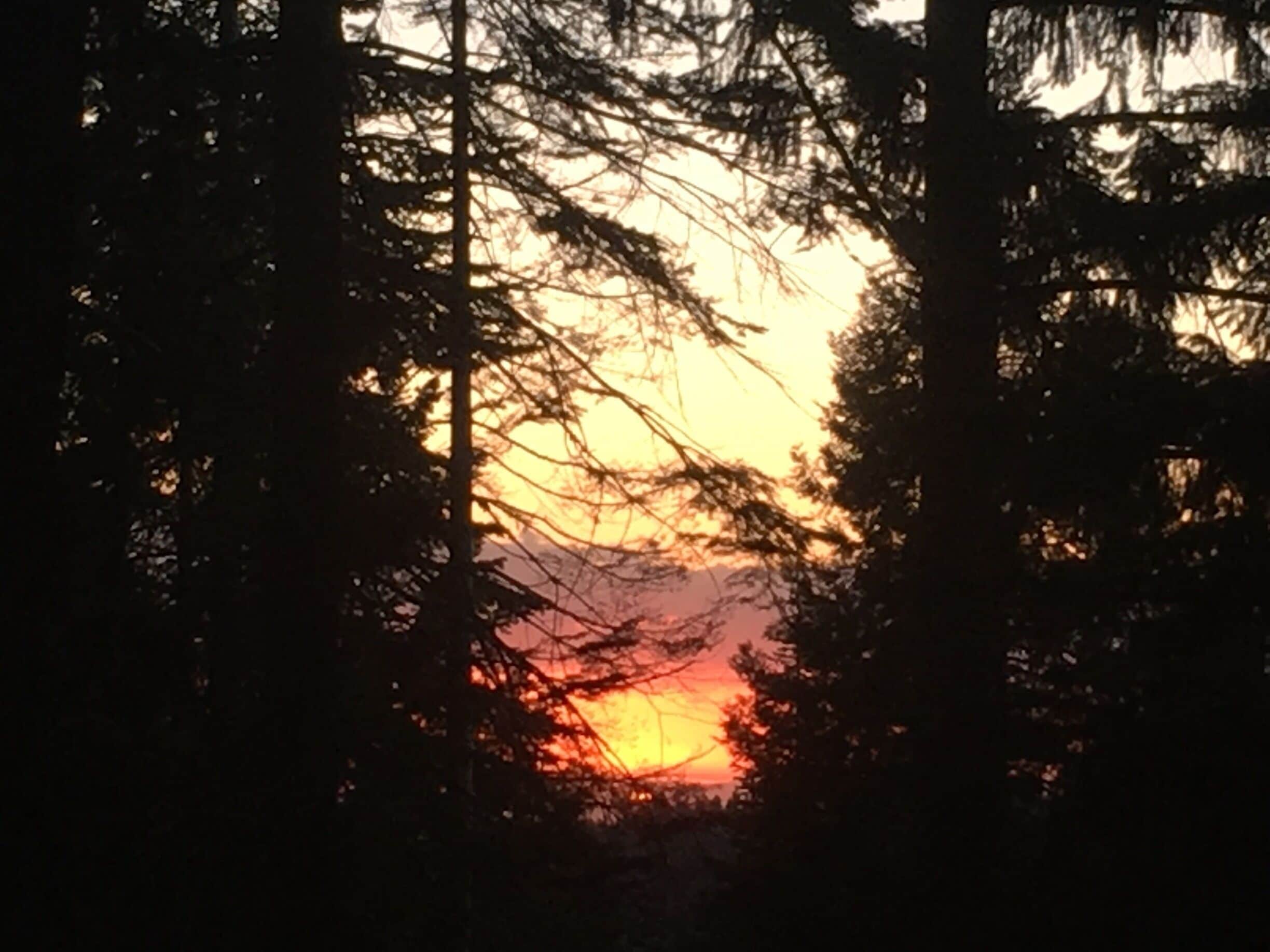Sunset between the trees!  This almost looks like fire in the forest but it was such a beautiful sunset!  
