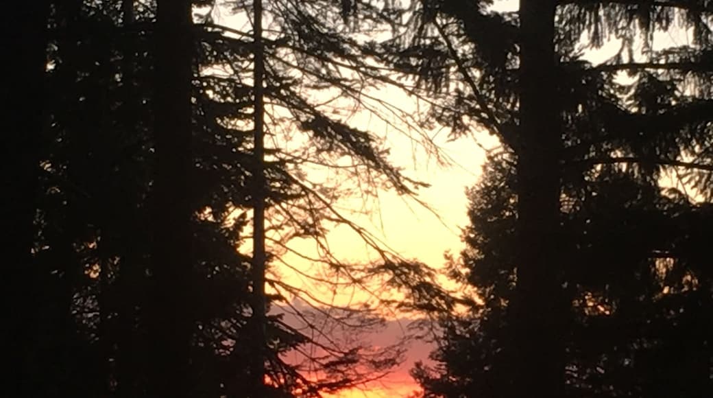 Sunset between the trees! This almost looks like fire in the forest but it was such a beautiful sunset!