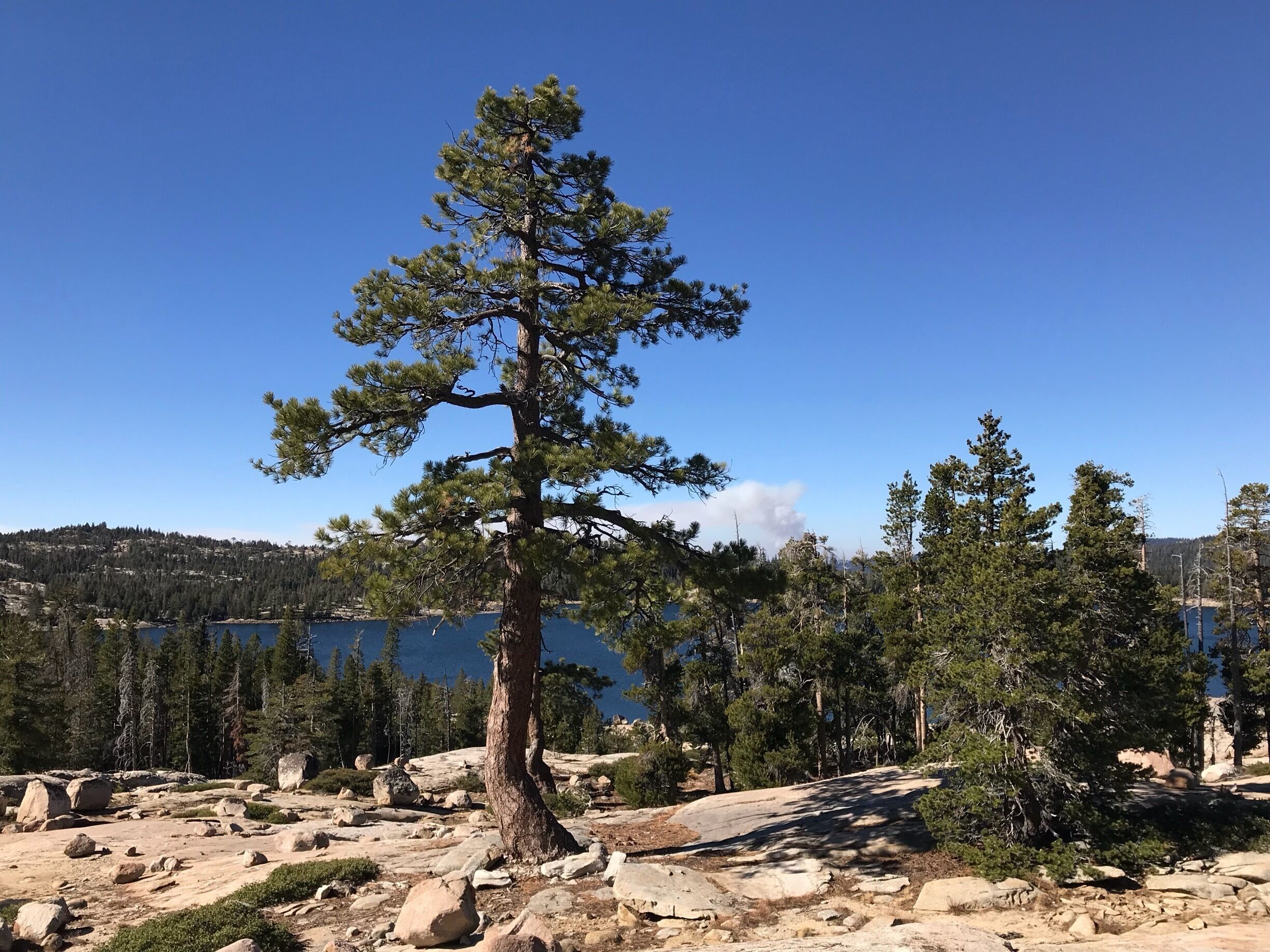 A lone pine tree in a rocky terrain with a lake and forested hills in the background.