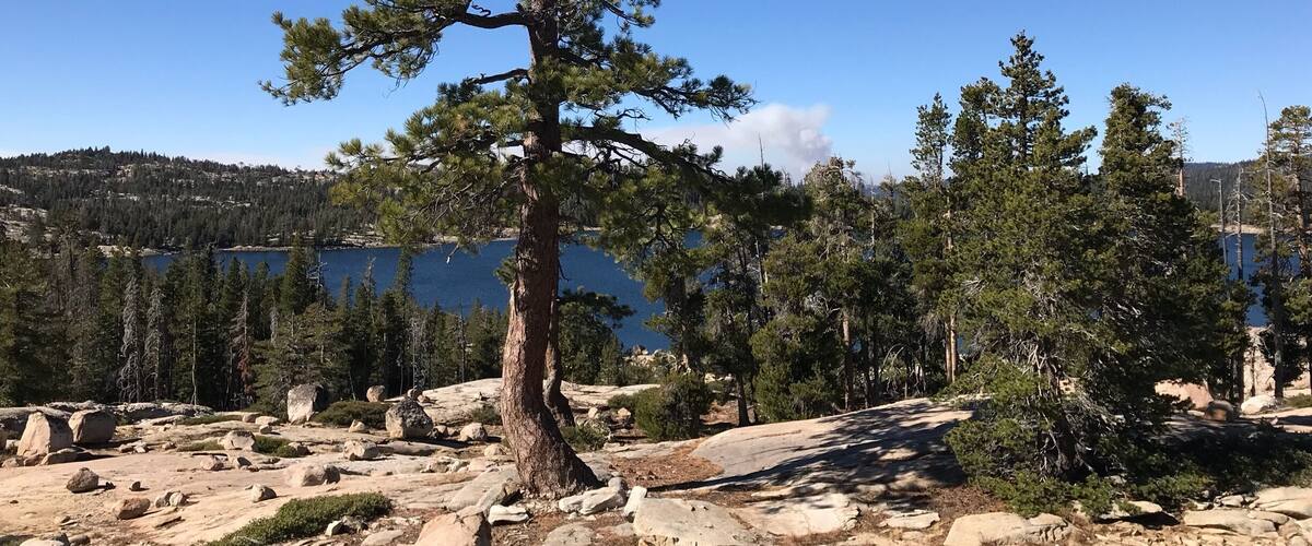 A lone pine tree in a rocky terrain with a lake and forested hills in the background.