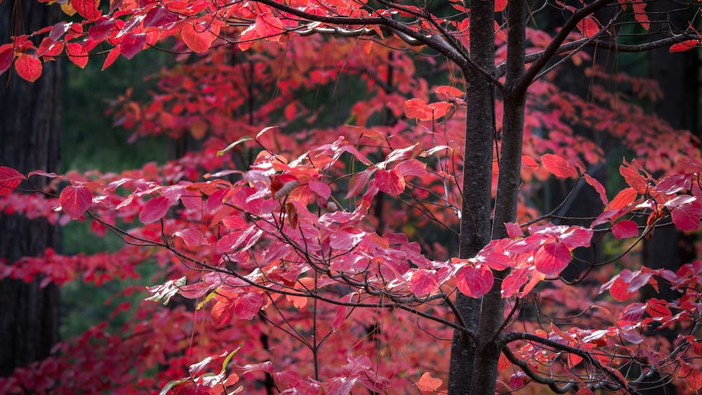 Dogwood Trees in Fall
