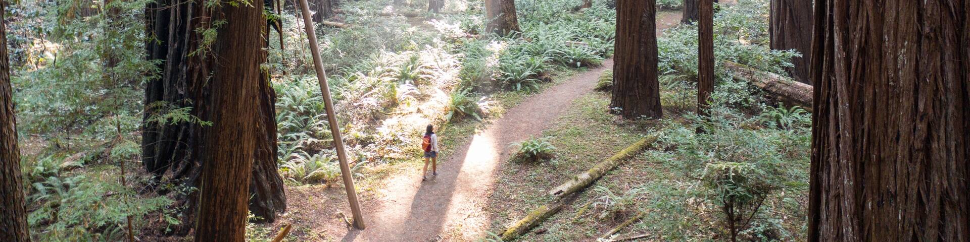 Beams of sunlight pierce a dark, imposing, old-growth Redwood forest in Humboldt, California. Redwood trees, Sequoia sempervirens, are the tallest and most massive tree species on Earth.