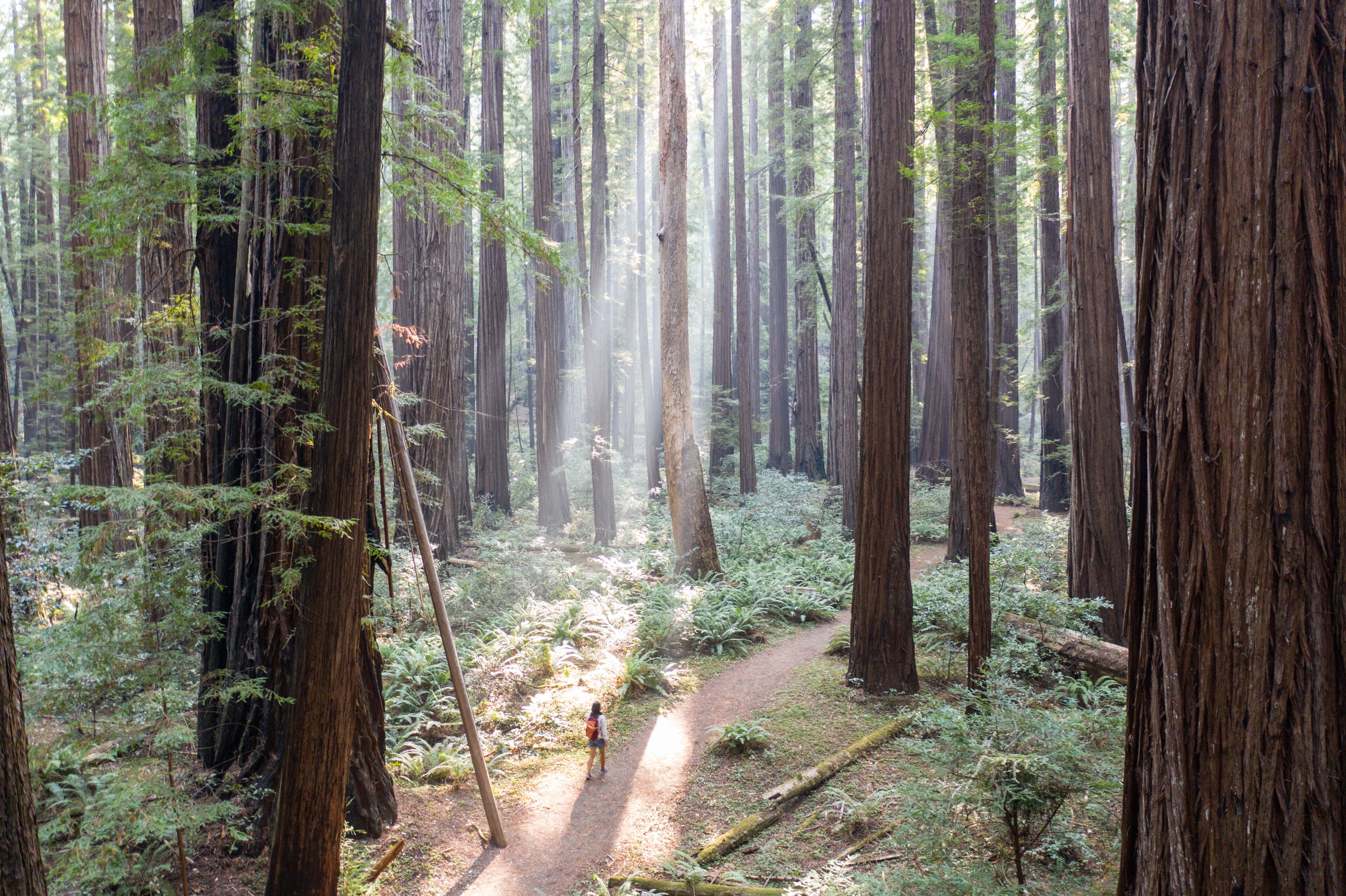A forest with tall trees, a narrow dirt path, and sunlight filtering through the canopy.
