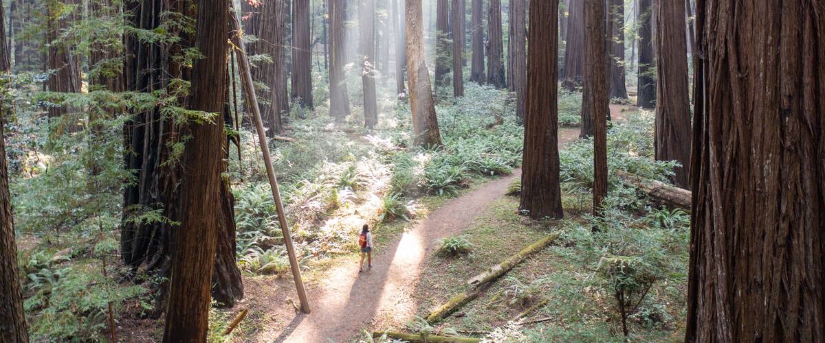 A forest with tall trees, a narrow dirt path, and sunlight filtering through the canopy.