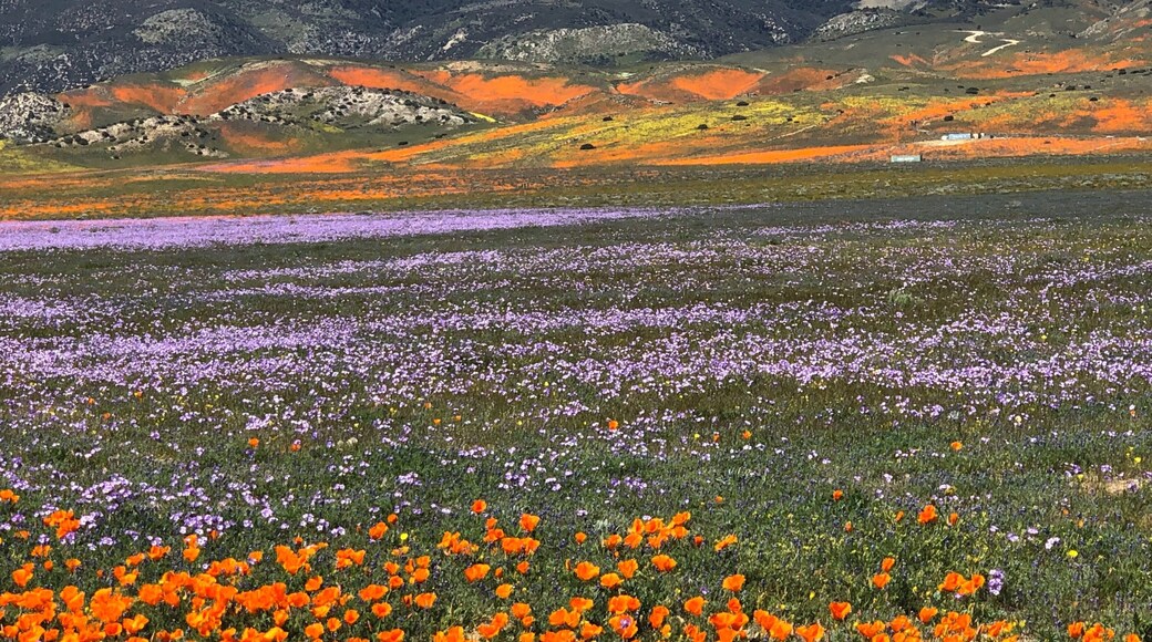 Wildflower fields Lancaster CA