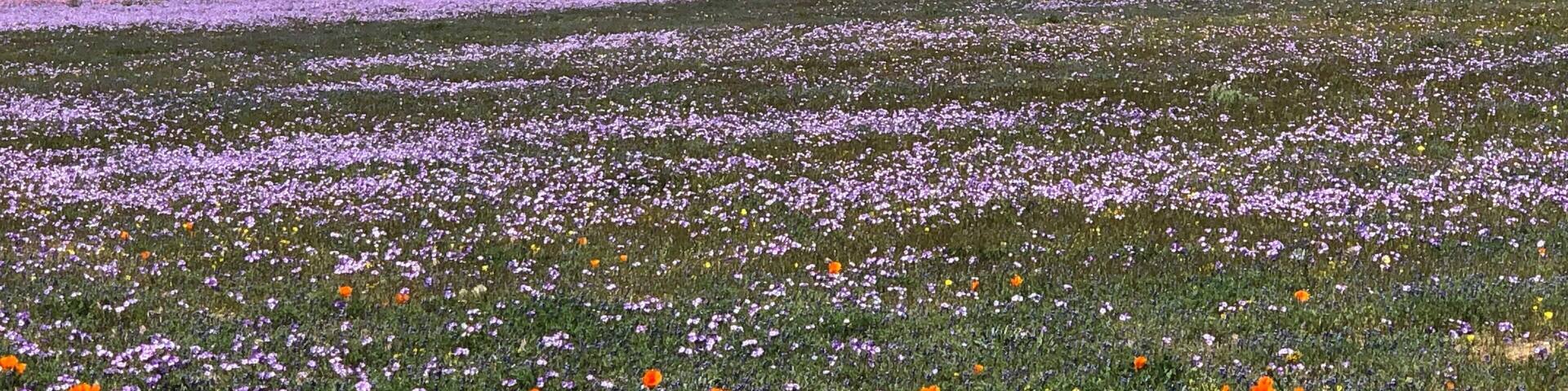 Wildflower fields Lancaster CA
