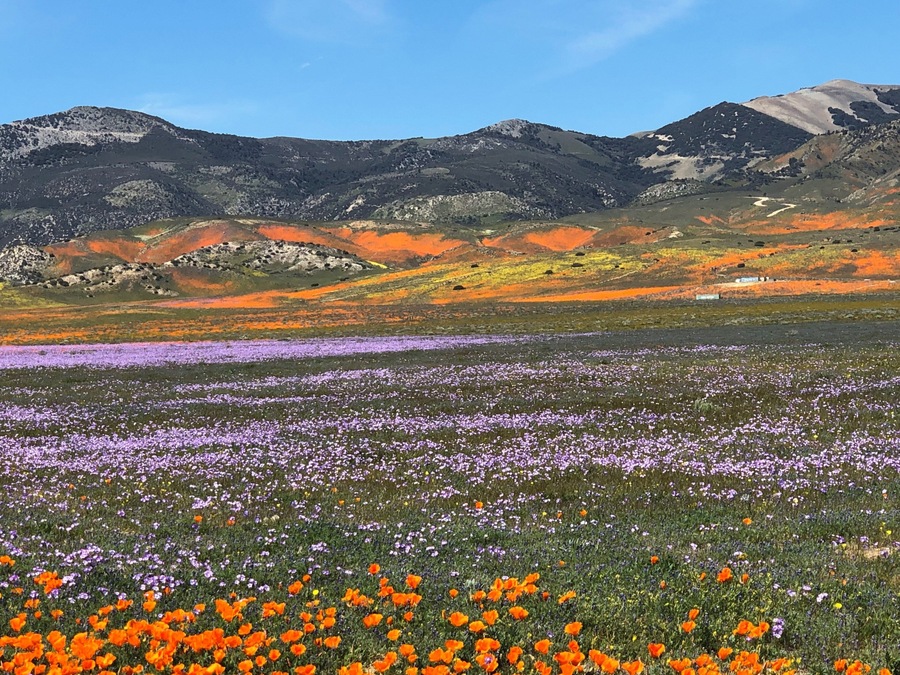 Wildflower fields Lancaster CA