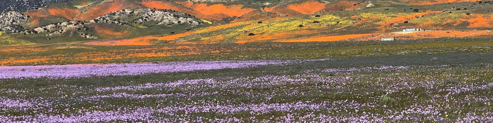 Wildflower fields Lancaster CA