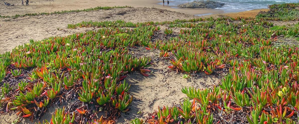 Another beach along highway 1 and next to San Gregorio state beach.