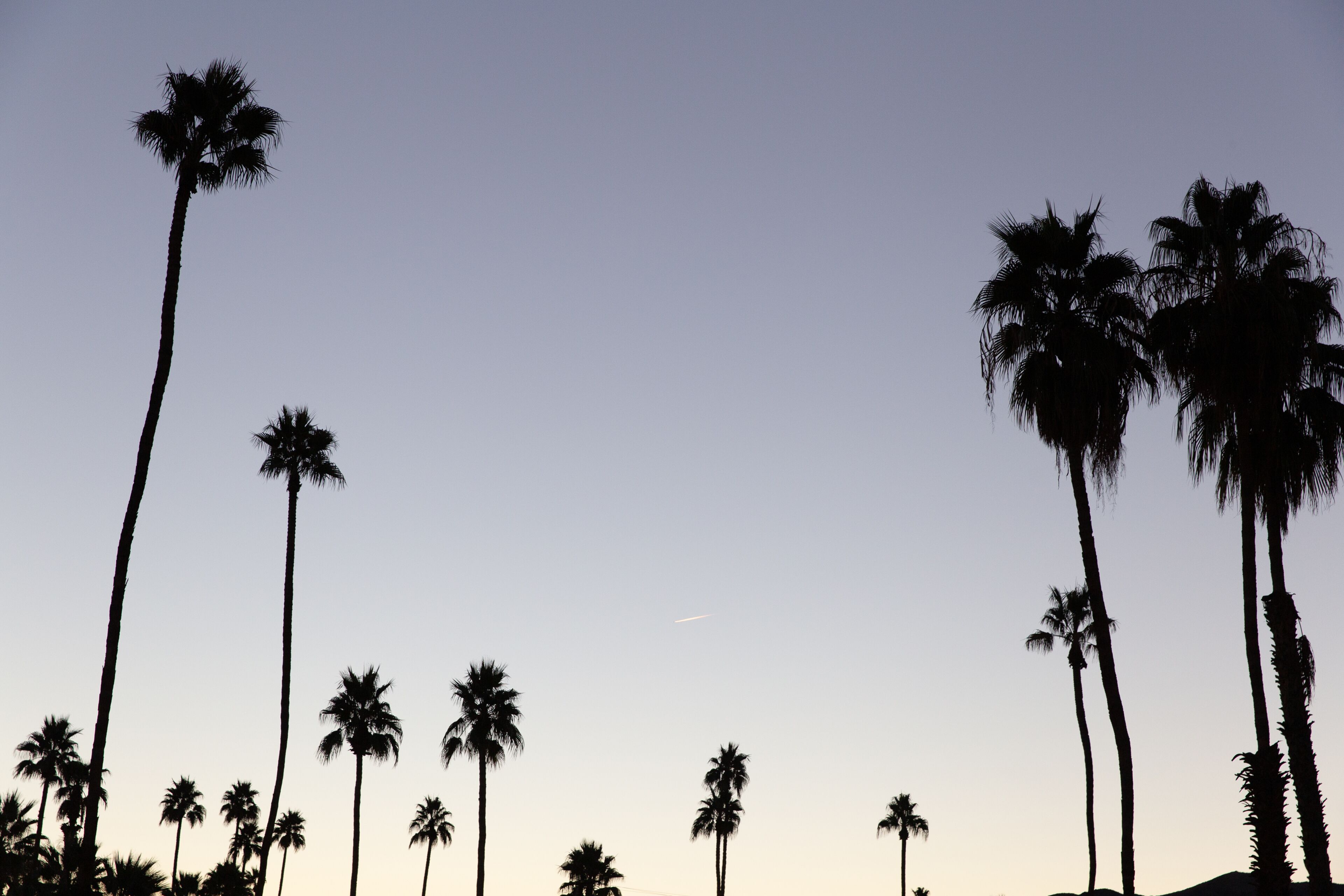 Palm trees silhouettes at sunrise in Palm Springs, California.