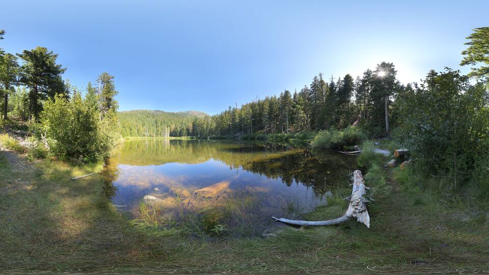 A calm lake surrounded by dense forest and a fallen tree trunk.
