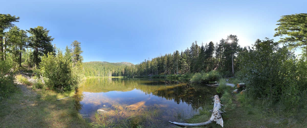A calm lake surrounded by dense forest and a fallen tree trunk.