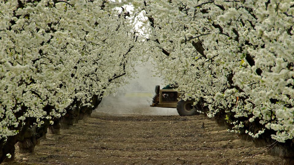 A tractor moving through a cherry orchard with rows of blossoming trees.