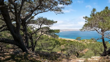Torry Pines hike, near Ranch at Bechers Bay Pier on a sunny spring day, Santa Rosa Island, Channel Islands National Park, Ventura, California, USA