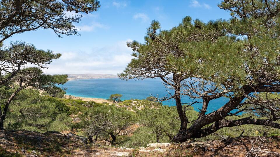 A coastal landscape with pine trees and a view of the sea.