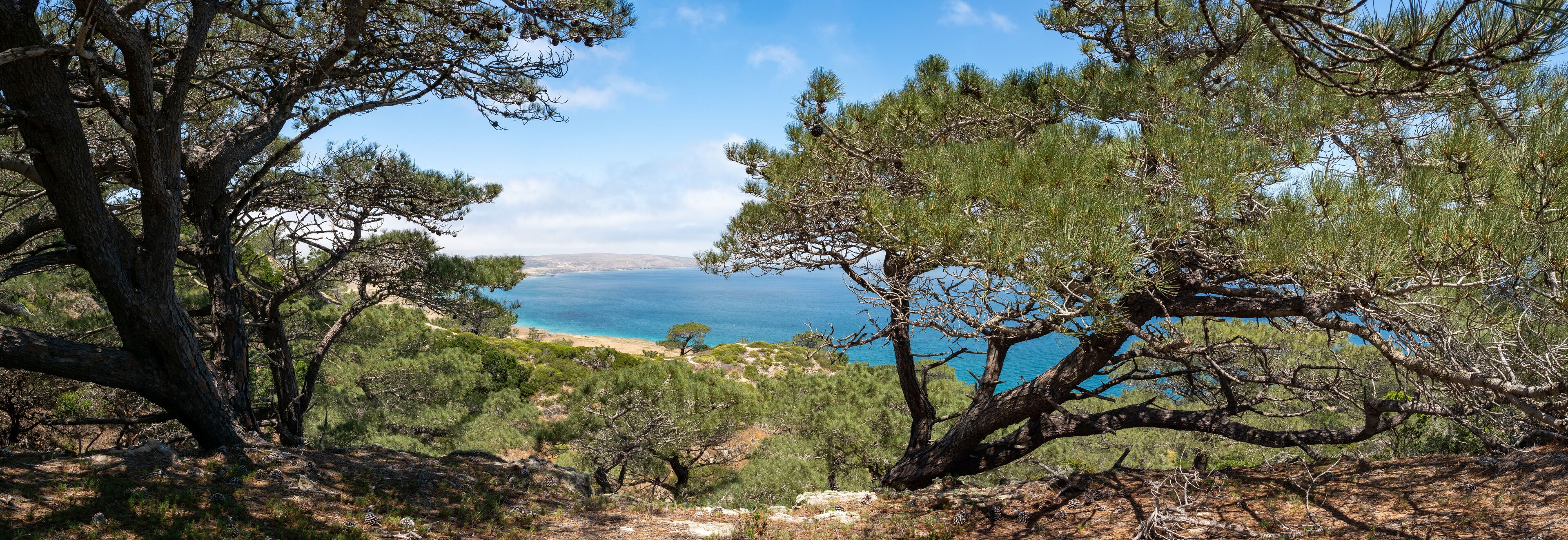 A coastal landscape with pine trees and a view of the sea.