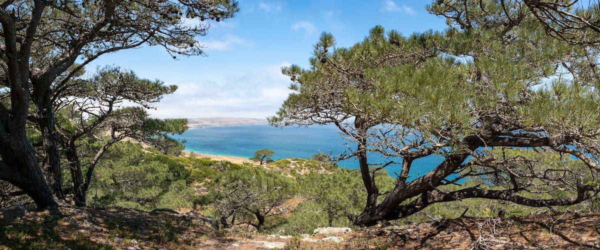A coastal landscape with pine trees and a view of the sea.