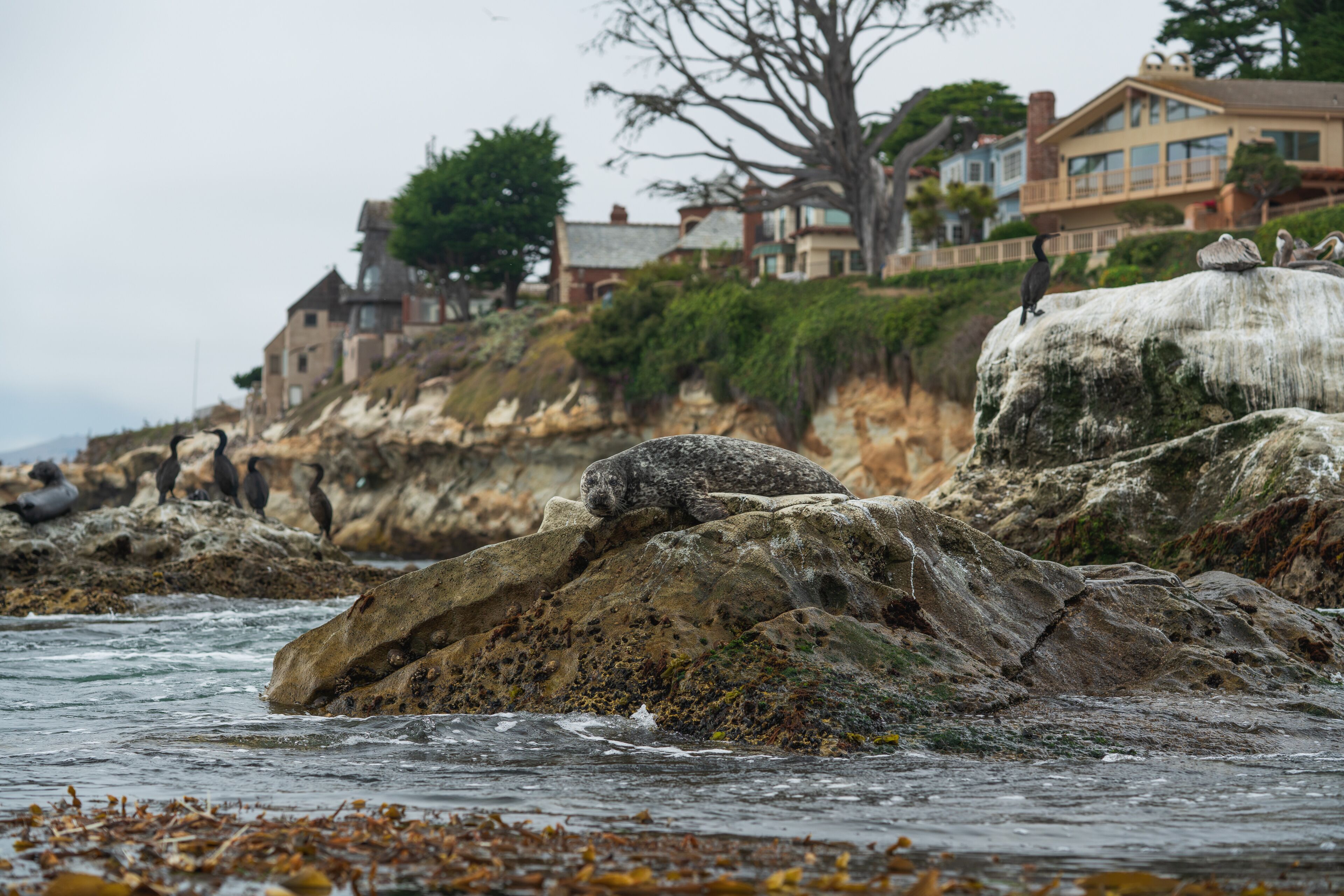 Sea Ranch