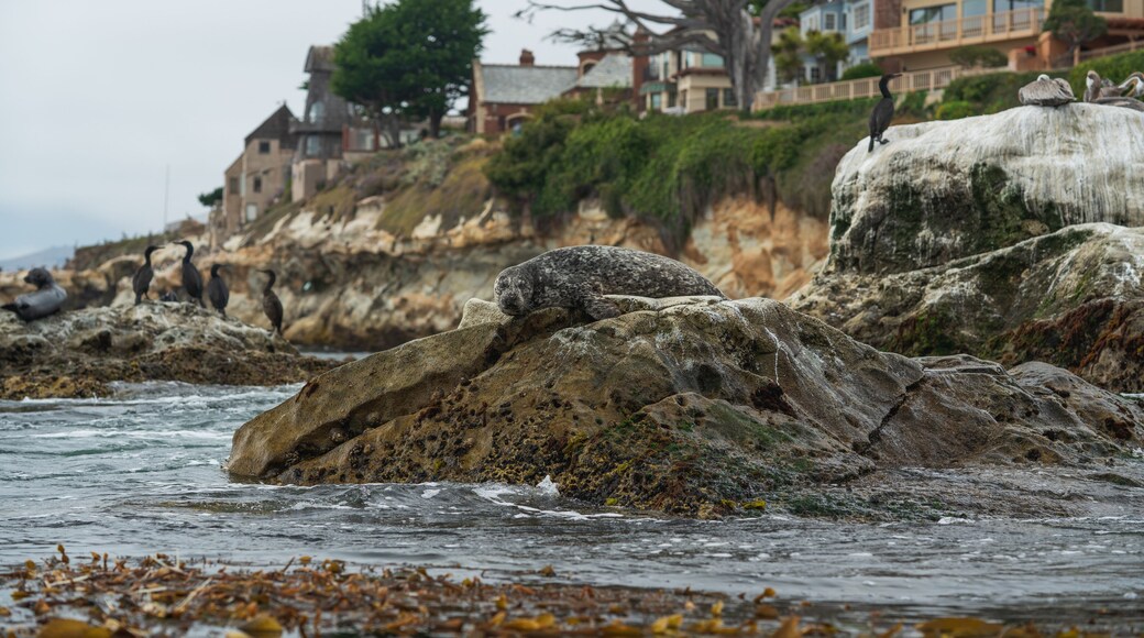 Sea Ranch