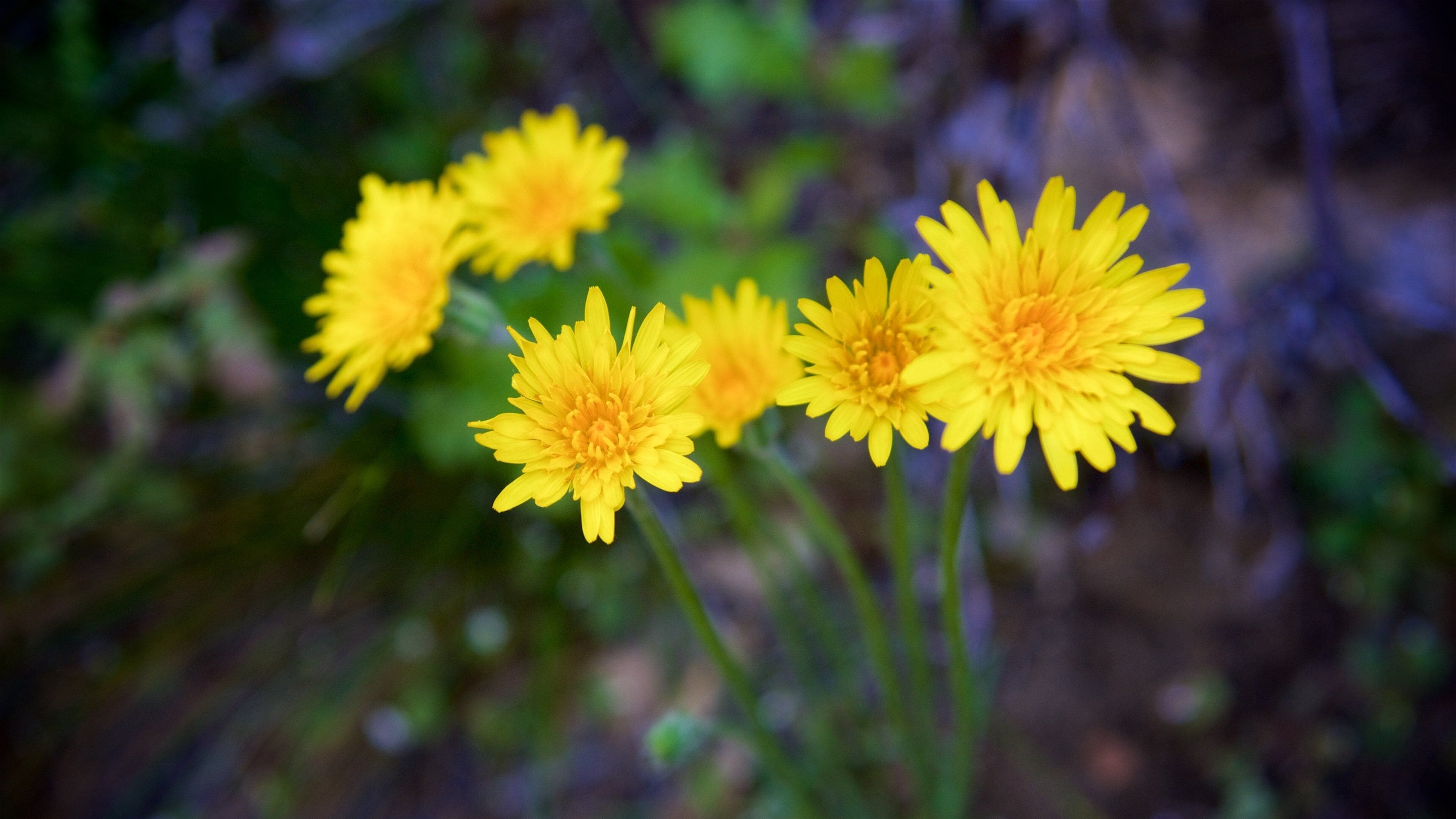 Sequoia National Park which includes flowers