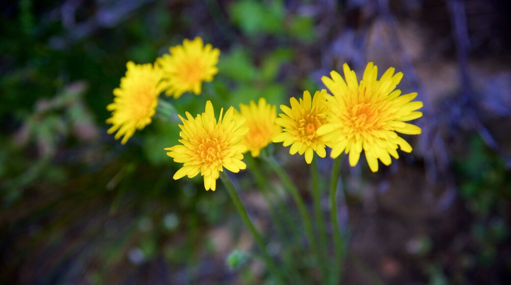 Sequoia National Park which includes flowers