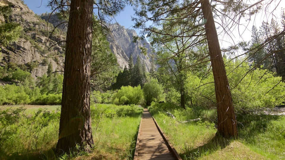A wooden boardwalk through a forested area with tall trees and a rocky mountain backdrop.