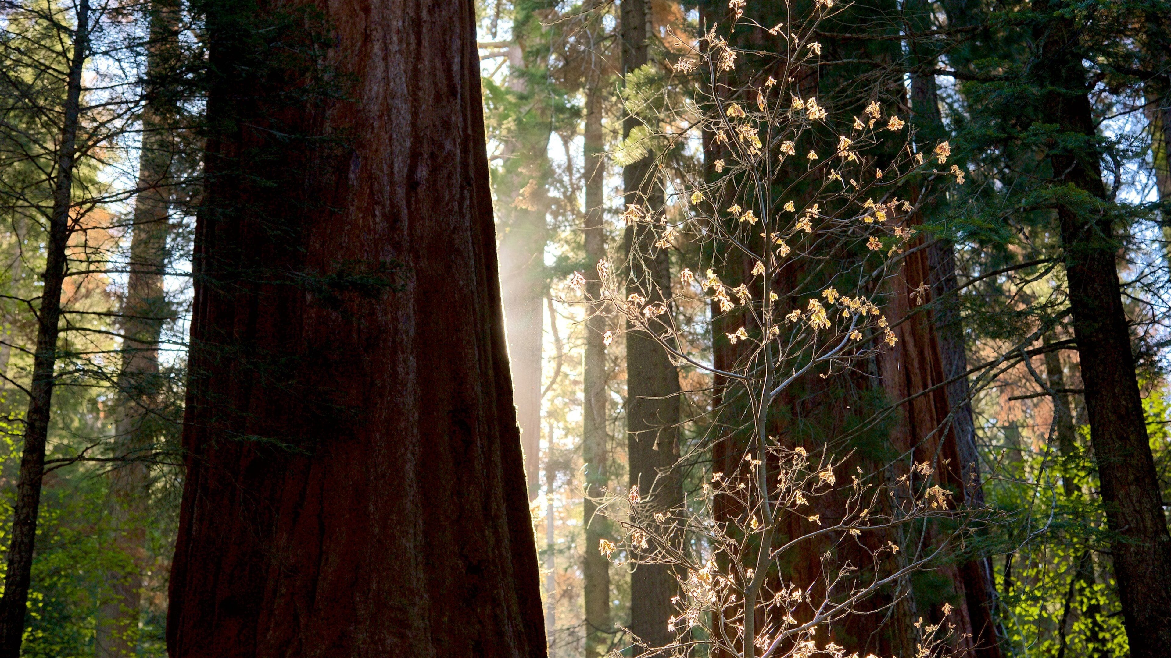 A forest with tall trees and sunlight filtering through.