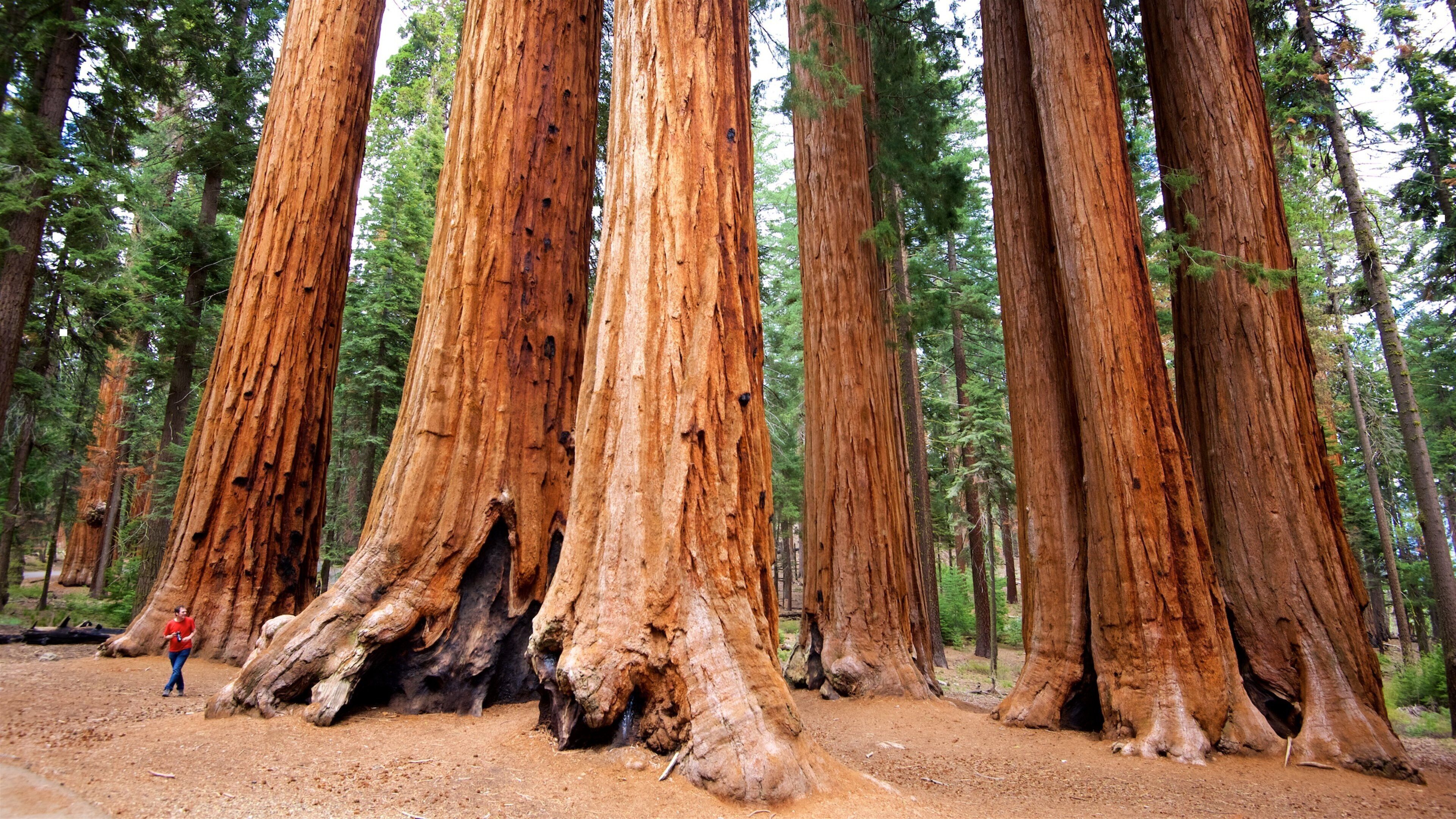 Sequoia National Park showing forests as well as an individual femail