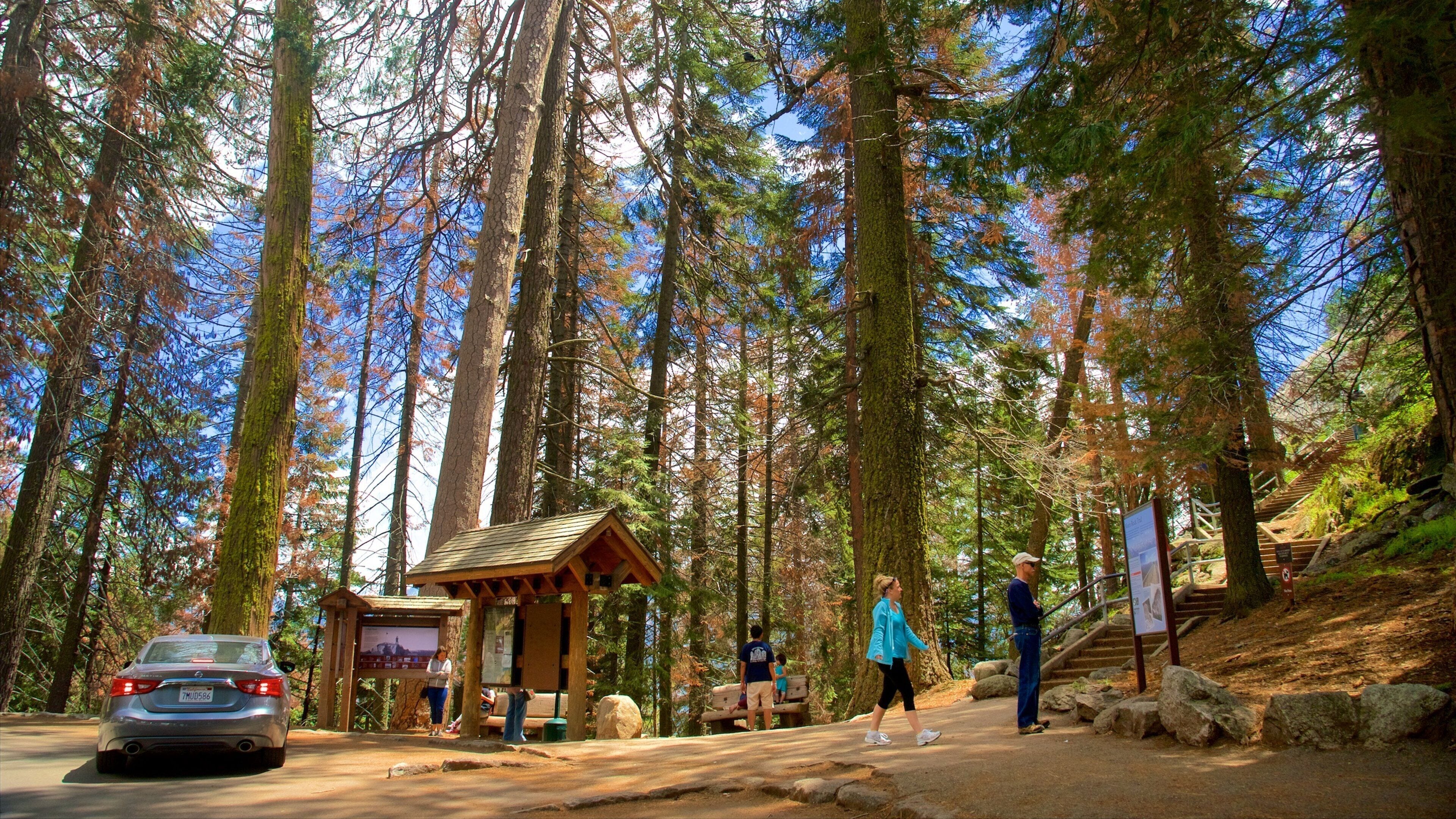 A forested area with a wooden cabin, a car, and a signboard.