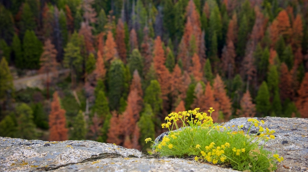 Sequoia National Park showing forests and flowers