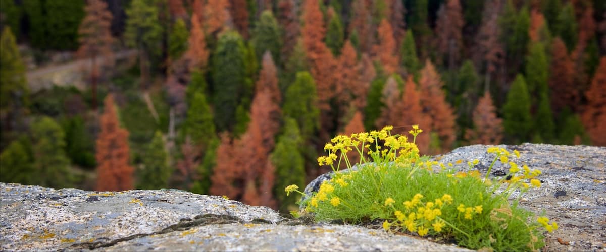 A rocky foreground with yellow flowers and a forest of trees in autumn colors.