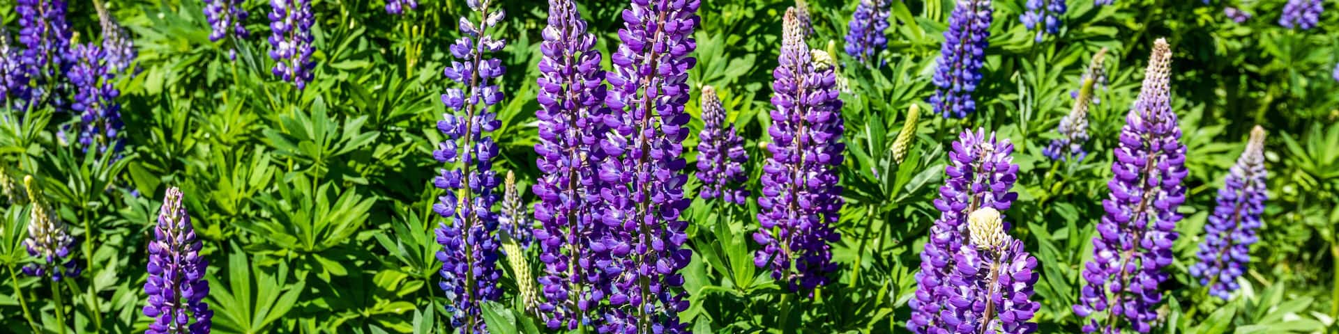 Lupine blooms in early summer in Sun Valley