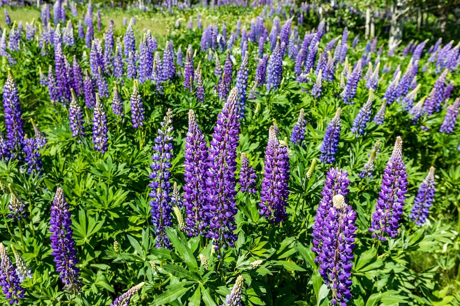 Lupine blooms in early summer in Sun Valley