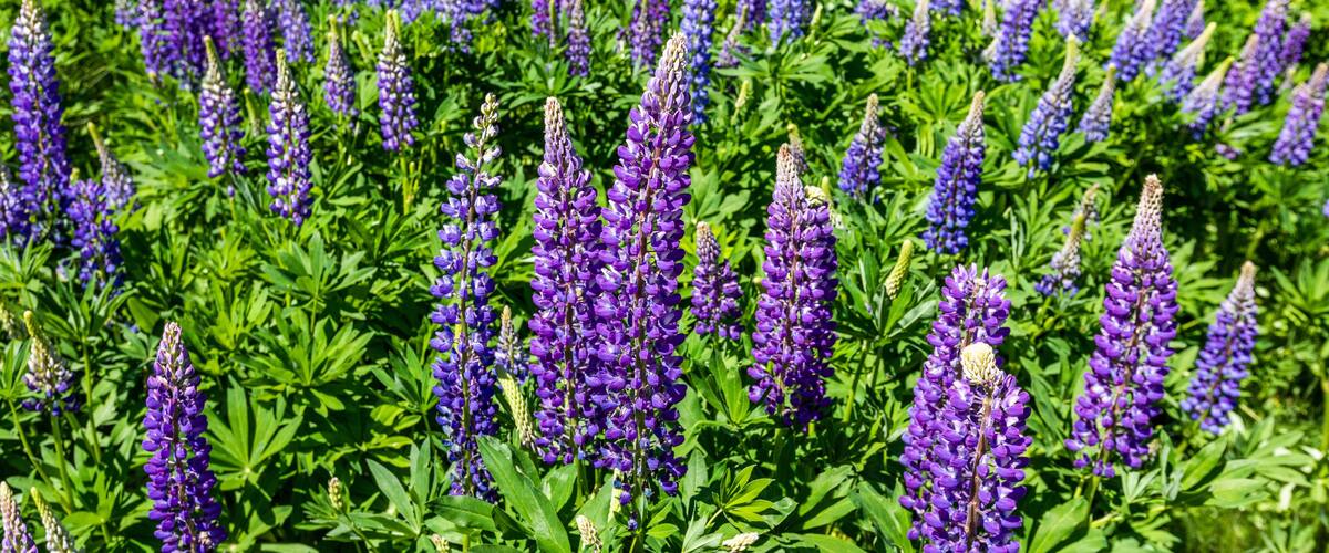A field of purple lupine flowers.