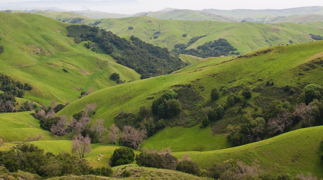 เทมเปิลตัน