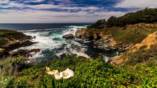 APRIL 8, 2019 - CENTRAL COAST, PCH, ROUTE 1 - USA - White Calli Lily along side of Pacific Coast Highway, Route 1, California