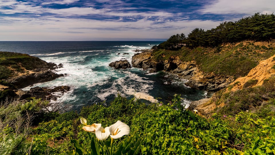 APRIL 8, 2019 - CENTRAL COAST, PCH, ROUTE 1 - USA - White Calli Lily along side of Pacific Coast Highway, Route 1, California
