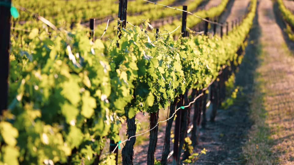 Rows of grapevines in a vineyard.
